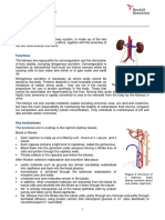 Excretory System: Components