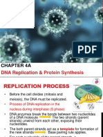 Chapter 4A: DNA Replication & Protein Synthesis