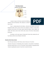 Function of The Urinary System