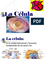 La Célula