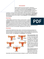 Actividad Del Ciclo Menstrual