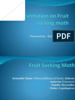 Fruit Sucking Moth