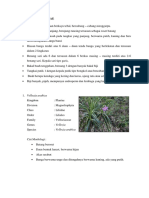 Famili Velloziaceae - Muhammad Ardiyansah (17-73)