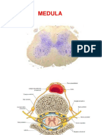 Medula Espinal