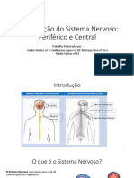 Constituição Do Sistema Nervoso Periférico e Central