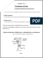 3,4 - Formation of Urine