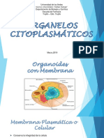 Organelos Citoplasmáticos