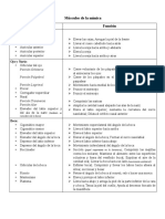 Musculo de Cabeza y Cuello Funciones