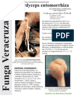 FUNGA VERACRUZANA Num.75 Cordyceps Entomorrhiza