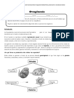 Guia de Trabajo Ovogenesis