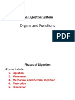 Digestive System Notes