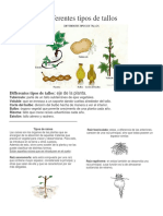 Differentes Tipos de Tallos