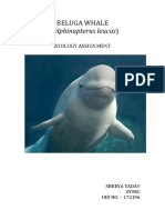 Beluga Whale (Delphinapterus Leucas) : Zoology Assignment