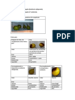 Informe Frutas Congelacion