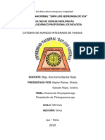 Crianza de Chrysoperla SPP y Trichogramma SPP