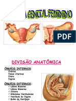 Sistema Genital Feminino