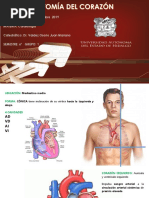 Anatomia de Cardio