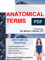 Anatomical Terms