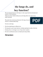 What Do The Lungs Do, and How Do They Function?: Structure