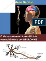 Anatomia - Aula - Sistema Nervoso