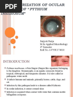 Insidiosum": Characterization of Ocular Isolates of "Pythium