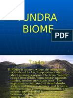 Tundra Biome