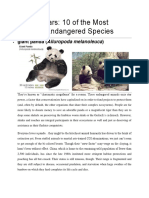 Falling Stars: 10 of The Most Famous Endangered Species: Giant Panda (Ailuropoda Melanoleuca)