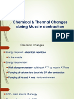 Chemical and Thermal Changes During Muscle Contraction