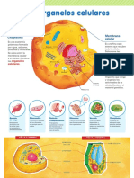 Organelos