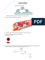 Guia Sistema Circulatorio