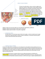 Cervix o Cuello Uterino