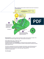 Photosynthesis: 6CO2+6H2O+light Energy C6H12O6 + 6O2