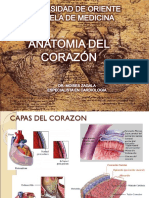 Anatomia Del Corazon