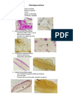 Examen Practico de Mico Con Imagenes