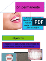 Seminario Morfologia Dental (Dientes Permanentes