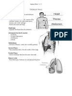 Thorax: Anatomy Notes