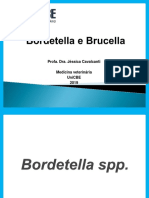 Bordetella e Brucella PDF