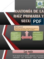 Anatomía de La Raíz Primaria y Secundaria