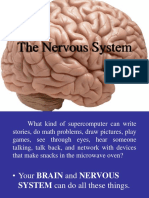 Nervous System