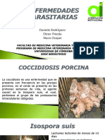 Coccidiosis Porcina