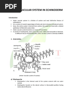 Water Vascular System in Echionderm