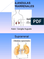 Glandulas Suprarrenales Caviglia Augusto