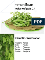 Gardening PPT Beans