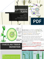 Vascular Tissue in Plants