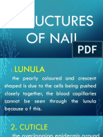 Structures of Nail