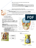 Resumen de Anatomía Respiratoria