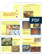 Fosiles y Estratigrafia