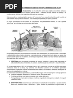 Guia Membrana Celular y Transp A Traves de La Memb