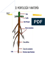 Cap. III Bo - 1. Morfologia