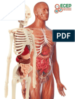 Guia Sistema Osteoarticular y Muscular